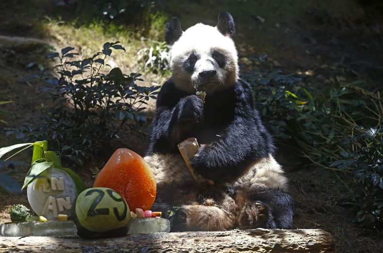 EUR-GEN HONG KONG-PANDA