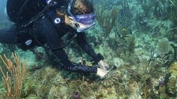 Esta imagen, proporcionada por la Escuela Rosenstiel de la Universidad de Miami, muestra a una mujer buzo plantando una especie de coral híbrido proveniente de Honduras el martes 1 de julio de 2025, frente a la costa de Miami, con el fin de ayudar a los arrecifes de coral de Florida a resistir mejor el cambio climático. (Escuela Rosenstiel de la Universidad de Miami vía AP)