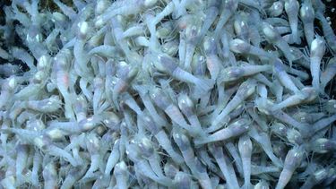americateve | La NASA explora en las costas de la Isla  un ecosistema misterioso donde se reproducen camarones en unas condiciones que podrían ser semejantes a otros planetas.