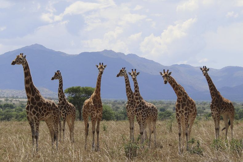 Esta imagen proporcionada por Michael Brown, de la Unión Internacional para la Conservación de la Naturaleza en agosto de 2025 muestra un rebaño de jirafas del norte (Giraffa camelopardalis) en el parque nacional Valle de Kidepo en Uganda. (Michael Brown/IUCN via AP)