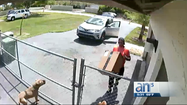 Arroja un paquete de Amazon y golpea a un cachorro en Homestead
