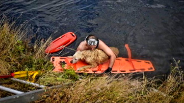 equipo de bomberos  rescata a una perrita en un canal de miami