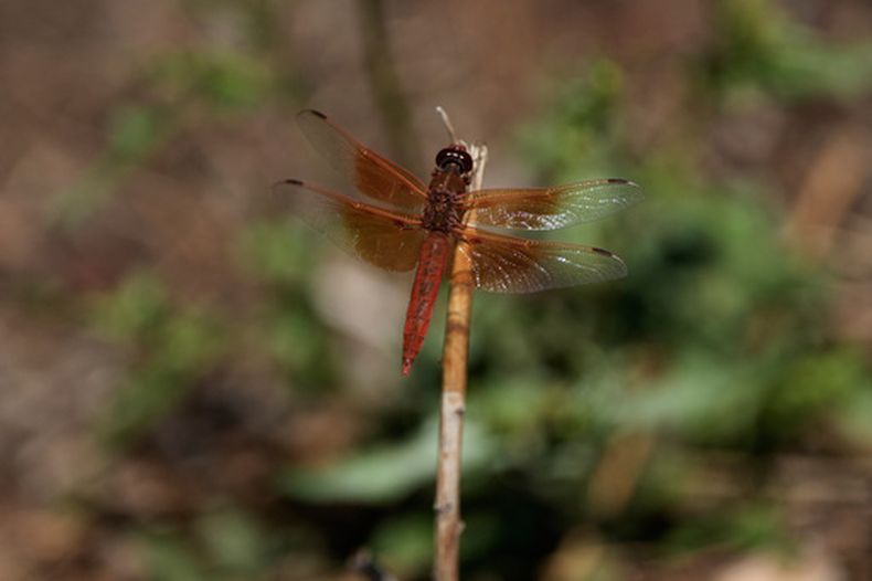 Una libélula descansa sobre una planta en el Lake Merritt Dragonfly Habitat Garden en Oakland, California, el 21 de agosto de 2026. (AP Foto/Jeff Chiu)