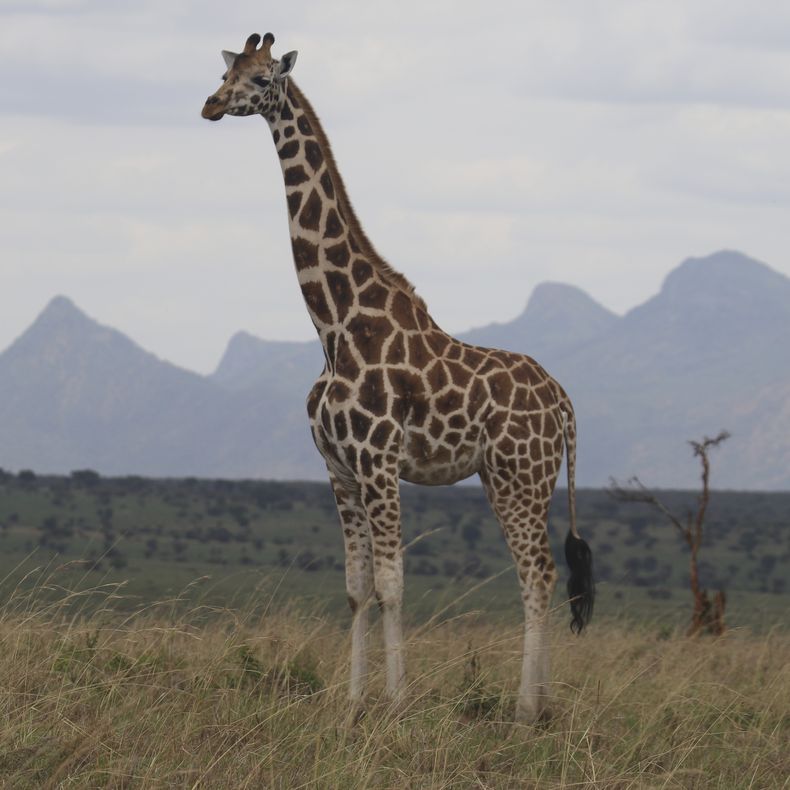 Esta imagen proporcionada por Michael Brown, de la Unión Internacional para la Conservación de la Naturaleza, en agosto de 2025, muestra una jirafa del norte (Giraffa camelopardalis) en el Parque Nacional del Valle Kidepo, en Uganda. (Michael Brown/IUCN via AP)