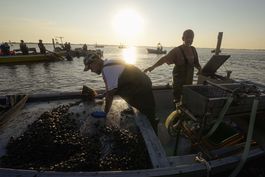 italia: salinidad de delta po perjudica pesca y agricultura