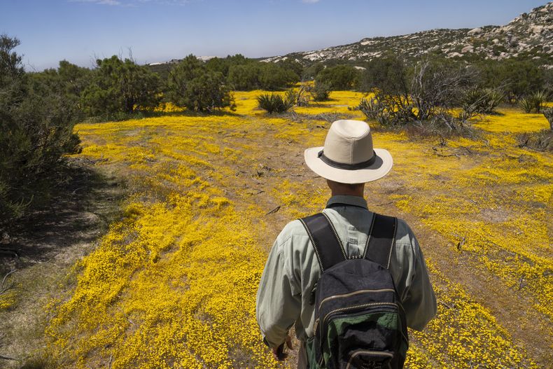 El doctor Georges Seingier, profesor en Ciencias Marinas y Ambientales de la Universidad Autónoma de Baja California, participa en una expedición botánica con estudiantes de la UABC para documentar la biodiversidad en la frontera entre EEUU y México, el viernes 19 de abril de 2024, en Jacumé, Baja California. (Foto AP/Damián Dovarganes)