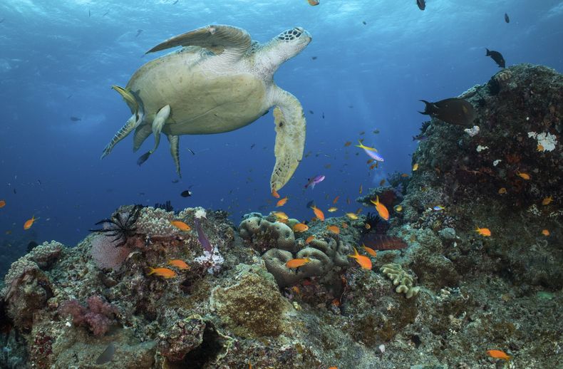 OCE-GEN AUSTRALIA-BARRERA DE CORAL