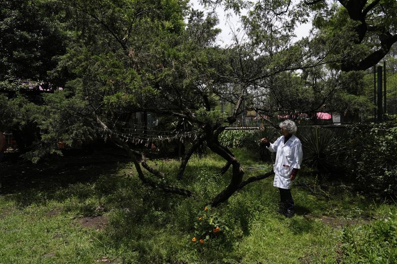 María Eugenia Díaz Batres, bióloga, mira los capullos de mariposas nocturnas colgados de un cable en los jardines del Museo de Historia Natural y Cultura Ambiental en Ciudad de México, el jueves 29 de mayo de 2025. (AP Foto/Marco Ugarte)