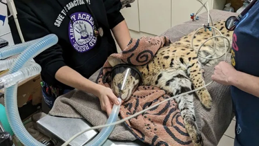 El problema comenzó cuando el felino escapó después de que la policía detuviera a su dueño &nbsp; Créditos: AP