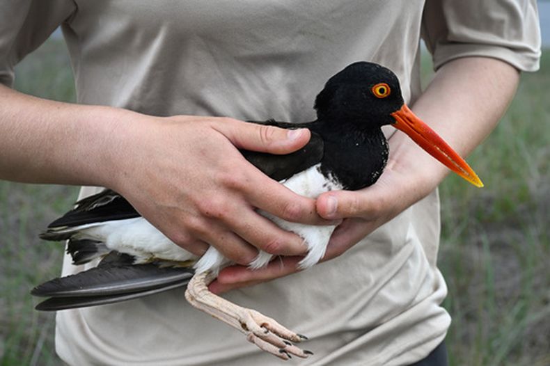 Allison Ruhl, del Servicio de Pesca y Vida Silvestre de Estados Unidos, con un ostrero en el Refugio de Vida Silvestre Trustom Pond en South Kingstown, Rhode Island, el 19 de junio del 2026. (AP foto/Jessica Hill)