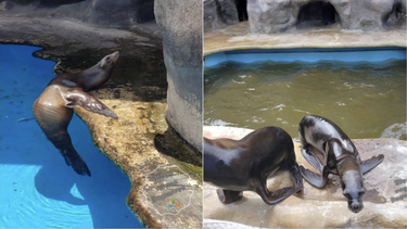el acuario nacional de cuba confirma la muerte de un lobo marino y dice que estaba enfermo