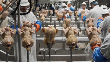 eeuu endurece normas para reducir casos de salmonella