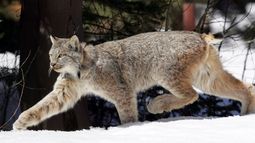 ARCHIVO – Un lince canadiense en el Bosque Nacional de Río Grande tras ser liberado cerca de Creede, Colorado, el 19 de abril de 2005. (AP Foto/David Zalubowski, Archivo)