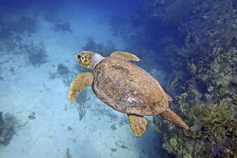 Esta foto proporcionada por Oceanic Soceity muestra una tortuga caguama bajo el agua en Belice en 2021. (Ben Hamilton/Sociedad Oceánica vía AP)