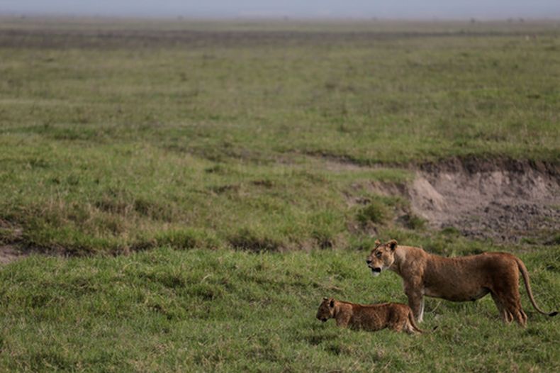 ARCHIVO - Leones caminan por la Zona de Conservación del Cráter de Ngorongoro, al oeste de Arusha, en el norte de Tanzania, el lunes 19 de enero de 2015. (AP Foto/Mosaab Elshamy, Archivo)