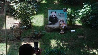 Muere el panda gigante macho más anciano de la historia