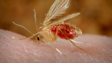 cubanos afectados por extrana enfermedad en su odisea a eeuu