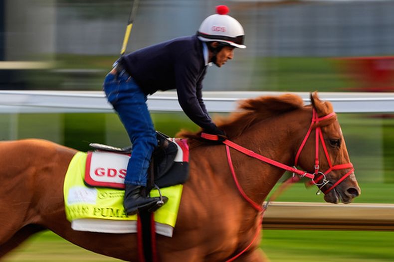 El caballo del Derby de Kentucky The Puma realiza un entrenamiento en Churchill Downs el viernes primero de mayo del 2026. (AP Foto/Charlie Riedel)