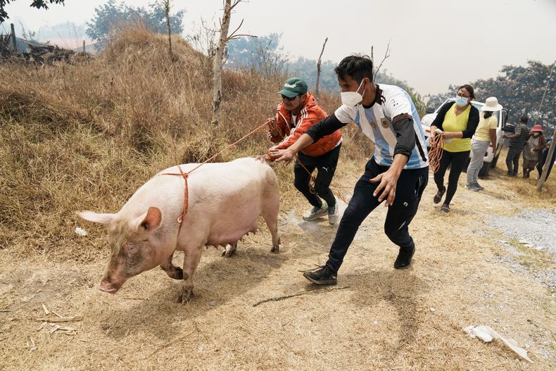 Residentes guían a un cerdo mientras huyen de un incendio forestal que amenaza sus casas en el vecindario de Nayón, en Quito, Ecuador, el 5 de septiembre de 2024. (AP Foto/Dolores Ochoa)