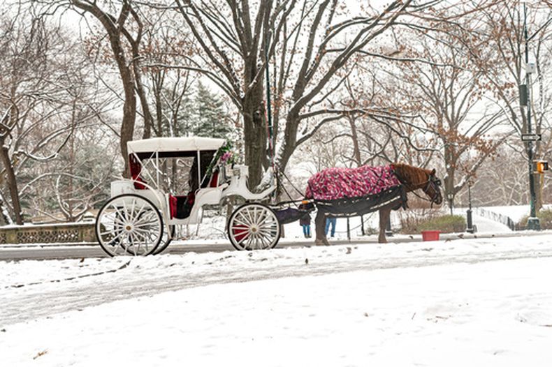 ARCHIVO – Un caballo y su carruaje en la nieve, en Central Park, el 16 de enero de 2024, en Nueva York. (AP Foto/Peter K. Afriyie, Archivo)