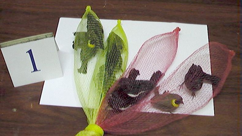 contrabando animales aduana cuba.jpg