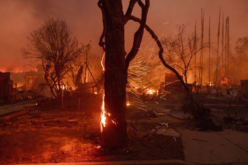 ARCHIVO - El viento arrastra brasas de un árbol en llamas durante el incendio Eaton el 8 de enero de 2025, en Altadena, California. (AP Foto/Nic Coury, archivo)