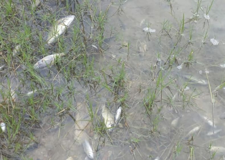 Esta imagen tomada de un video el miércoles 19 de febrero de 2025 muestra peces muertos cerca del río Kafue, cerca del poblado de Luanshya, Zambia. (AP Foto/Richard Kille )