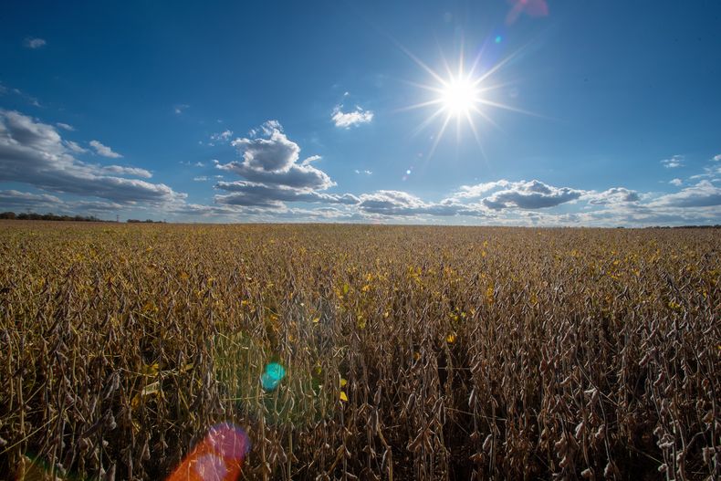 Un campo de soya, el jueves 23 de octubre de 2025, en Willow Grove, Delaware. (AP Foto/Cliff Owen)