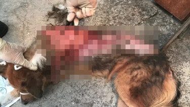 mujer quema a un perro callejero en otro caso de maltrato animal en cuba