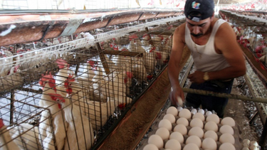cuba anuncia que recupera produccion de huevos pero no dice cuando estabilizara su distribucion