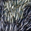 Calentamiento global reducirá fauna marina, dice estudio