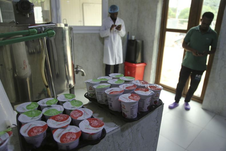 Esta imagen del miércoles 18 de junio de 2025 muestra yogur producido en la Granja de Camellos Beder, en las afueras de la capital Mogadiscio, Somalia. (AP Foto/Farah Abdi Warsameh)