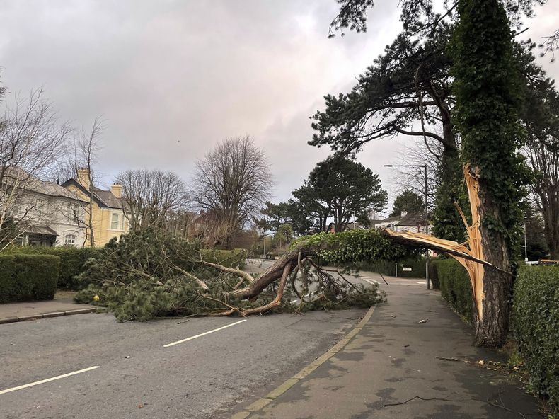 En la imagen, vista de un árbol caído en la carretera norte, en el este de Belfast, Irlanda del Norte, por el paso de la tormenta Eowyn, el 24 de enero de 2025. (David Young/PA vía AP)