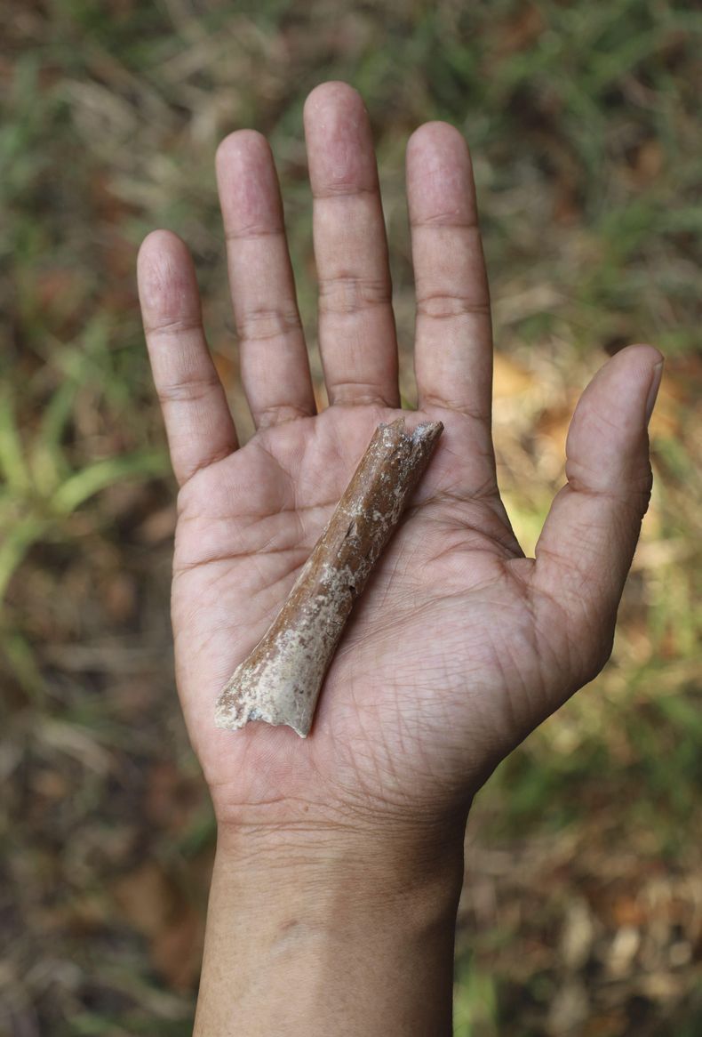 Esta fotografía proporcionada por Yousuke Kaifu muestra un fragmento de hueso de brazo excavado en la isla indonesia de Flores. Un nuevo estudio indica que los ancestros de una especie humana apodada hobbits eran aún más pequeños. (Yousuke Kaifu vía AP)