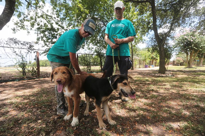Dawn York, izquierda, y Kent Williamson, derecha, voluntarios de la Houston Humane Society, pasean a Graphite y Shadow en la Humane Society en Houston, el viernes 14 de agosto de 2026. (AP Foto/Lekan Oyekanmi)