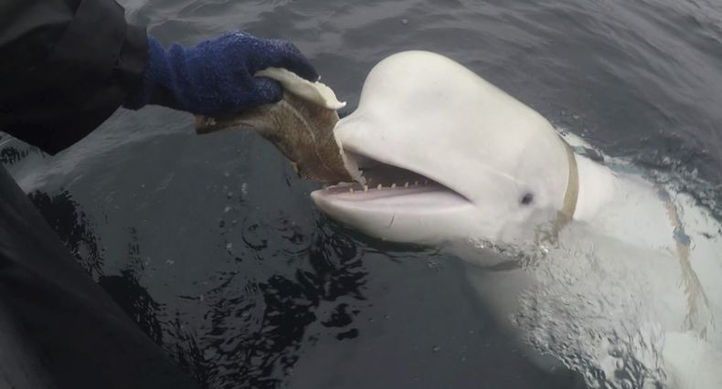 Foto de abril de 2019 de una beluga en aguas noruegas. Esta misma beluga con un arnés que parece de fabricación rusa fue avistada de costas de Suecia, se informó el 30 de mayo de 2023. (Jorgen Ree Wiig, Norwegian Directorate of Fisheries via AP)