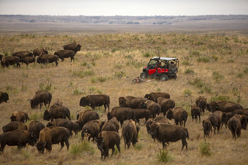 REP-GEN EEUU-BISONTES-RECUPERACIÓN
