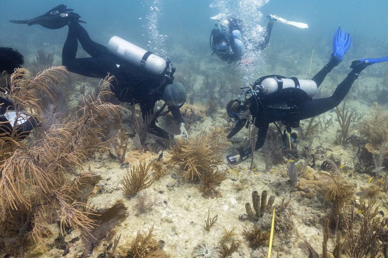 Esta fotografía, proporcionada por la Escuela Rosenstiel de la Universidad de Miami, muestra a buzos que plantan una especie de coral híbrido proveniente de Honduras el martes 1 de julio de 2025 frente a la costa de Miami, con el fin de ayudar a los arrecifes de coral de Florida a resistir mejor el cambio climático. (Escuela Rosenstiel de la Universidad de Miami vía AP)