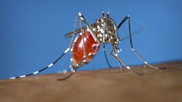 cubanos alertan sobre fuerte brote de dengue en varias provincias del pais