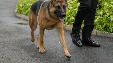 ARCHIVO - El perro del presidente estadounidense Joe Biden, Commander, pasea por los terrenos de la Casa Blanca, en Washington, el 29 de abril de 2023. (AP Foto/Carolyn Kaster, Archivo)