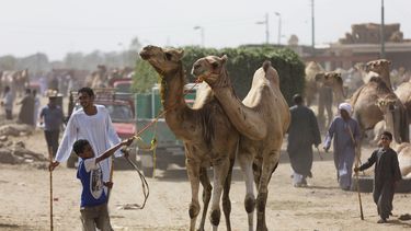 americateve | Foto de archivo del 31 de mayo que muestra a un ni&ntilde;o que conduce a un camello en el mercado en Egipto. Autoridades de salud encontraron un misterioso virus en manadas de camellos de Qatar que est&aacute; ligado a una enfermedad respiratoria que afe