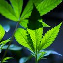 ARCHIVO - Clones de cannabis se exhiben para los clientes en el dispensario Home Grown Apothecary, el 19 de abril de 2024, en Portland, Oregon. (AP Foto/Jenny Kane, archivo)
