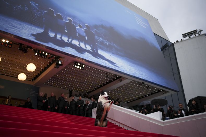 El perro Messi posa a su llegada a la ceremonia de apertura y el estreno de la película The Second Act en la 77ª edición del Festival de Cine de Cannes en Francia el martes 14 de mayo de 2024. (Foto Daniel Cole/Invision/AP)