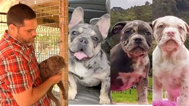 familia cubana de homestead pasa el susto de su vida: le roban $8 mil y 3 cachorros