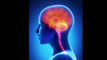 el fascinante estudio que reescribe lo que sabemos sobre como el cerebro humano crea los recuerdos