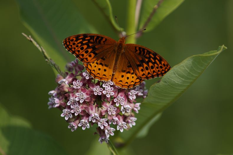 ARCHIVO - Una mariposa de la pasión se posa sobre una flor en el Patuxent Wildlife Research Center en Laurel, Maryland, el 5 de junio de 2019. (AP Foto/Carolyn Kaster, archivo)