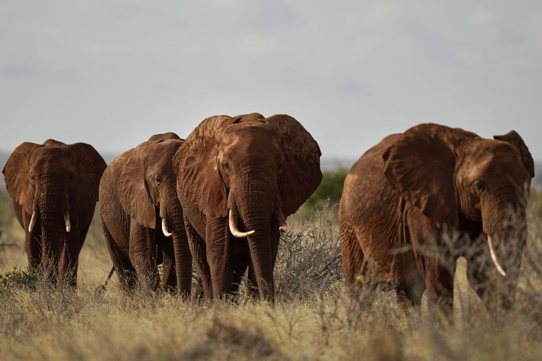 Elefantes vagan por el Parque Nacional Tsavo Oeste, cerca de la localidad de Voi, en el condado de Taita-Taveta, en Kenia, el 7 de agosto de 2025. (AP Foto/Brian Inganga)