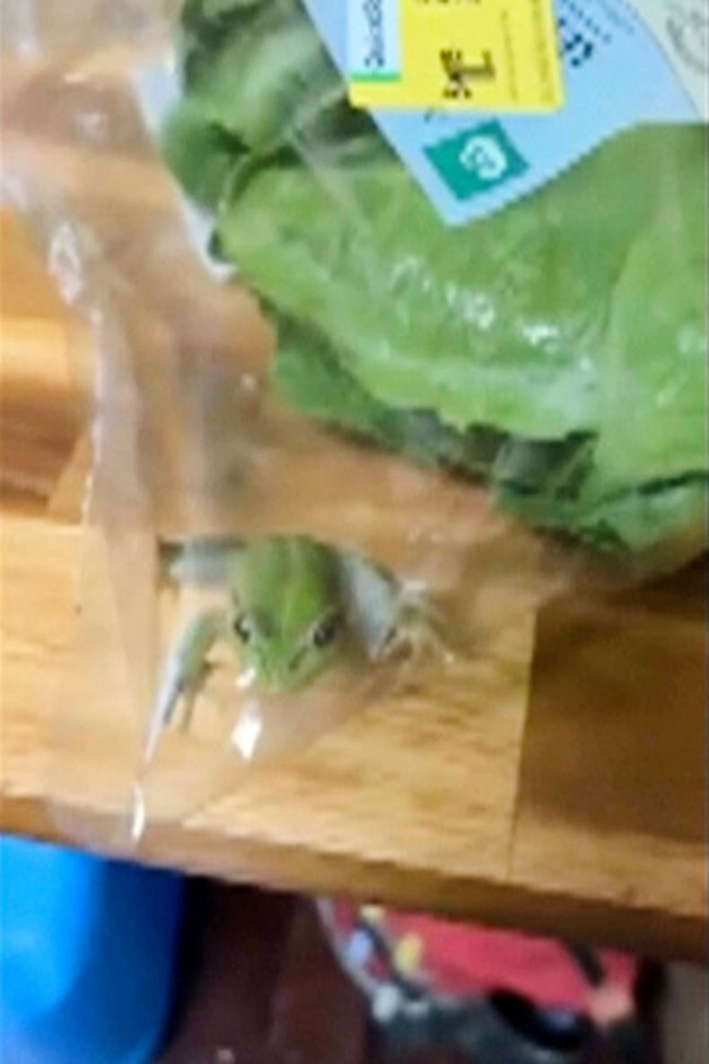 En esta foto tomada de un vídeo proporcionado por Laura Jones, Billy Le Pine, Rhys Smoker y Lilli Ashby, se ve una rana dentro de una bolsa de ensalada en Esperance, Australia, el 16 de mayo de 2026. (Laura Jones, Billy Le Pine, Rhys Smoker y Lilli Ashby vía AP)