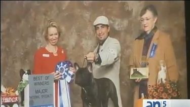 americateve | Un criador de perros de raza se encuentra devastado luego de que varios de sus animales fueron robados mientras celebraba la llegada del nuevo año.