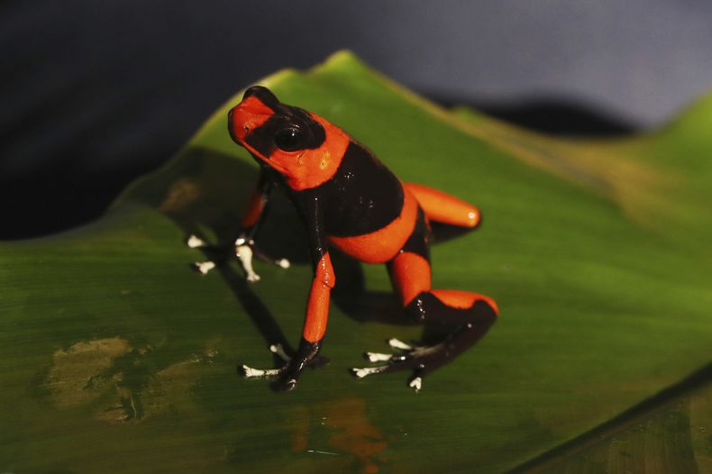 REP-GEN_COLOMBIA-CRIA_DE_RANAS_EXOTICAS-2.jpg